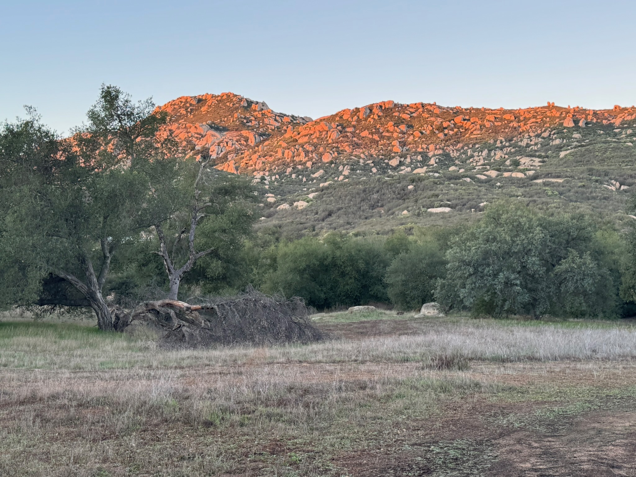 Sue laughing on the lawn in polka-dot pants