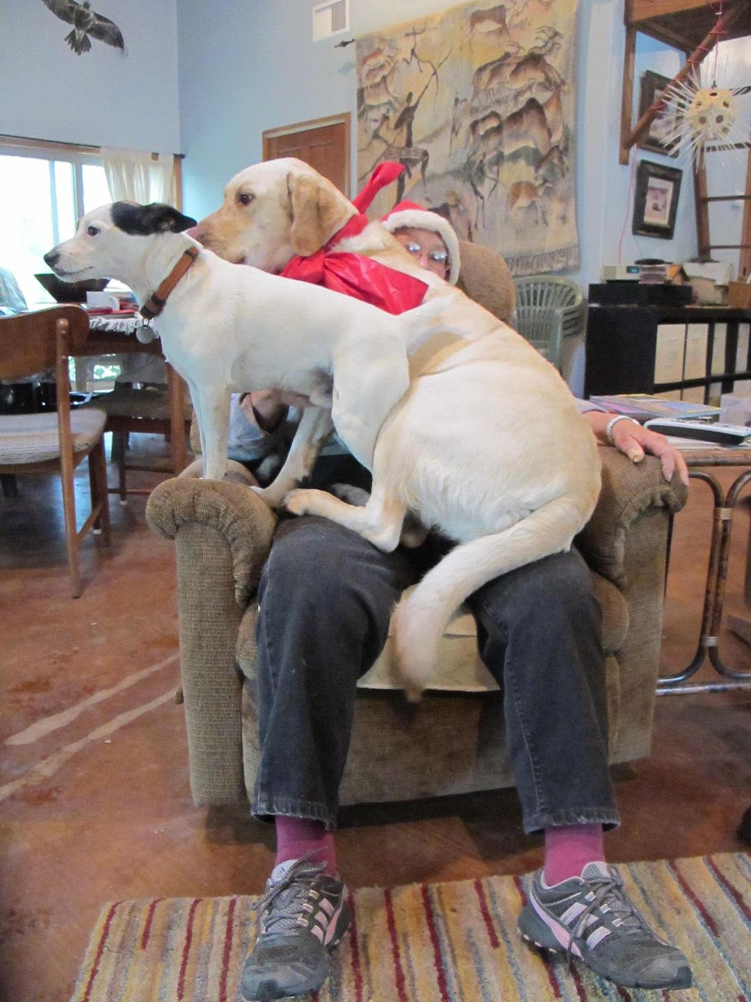 Sue buried under two dogs in a Santa hat